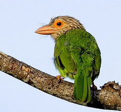 Lineated Barbet